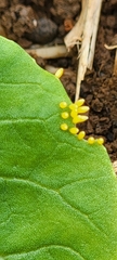 Harmonia axyridis