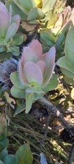 Protea grandiceps