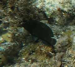 Halichoeres marginatus