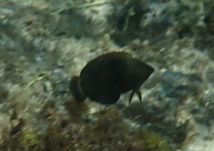 Halichoeres marginatus