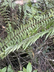 Nephrolepis
