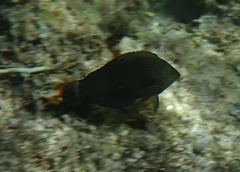 Halichoeres marginatus