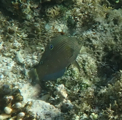 Halichoeres marginatus