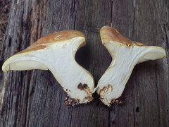 Cantharocybe gruberi