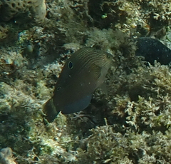 Halichoeres marginatus