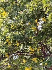 Senna surattensis
