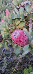 Protea grandiceps