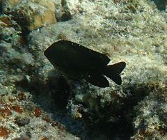 Neoglyphidodon melas