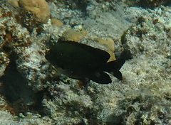 Neoglyphidodon melas