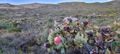 Protea grandiceps