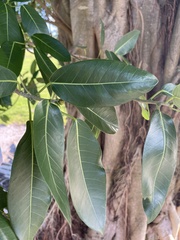 Ficus aurea