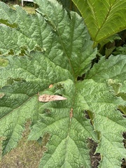 Gunnera
