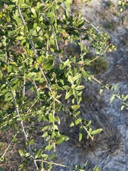 Quercus minima