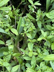Spermacoce verticillata