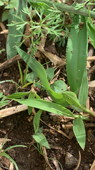 Acromyrmex octospinosus