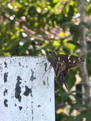 Urbanus proteus proteus