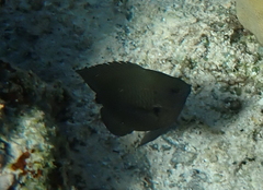 Neoglyphidodon melas