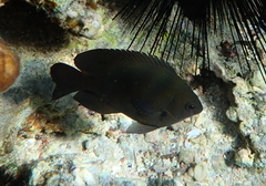 Neoglyphidodon melas