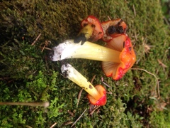 Hygrocybe