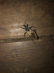 Triatoma dimidiata