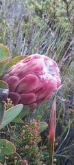 Protea grandiceps