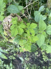 Stachytarpheta cayennensis