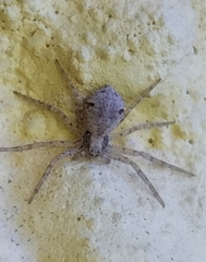 Pulchellodromus pulchellus