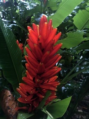 Musa coccinea