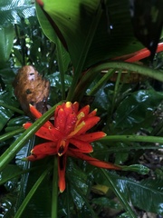Musa coccinea