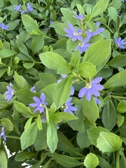 Scaevola aemula