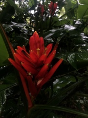 Musa coccinea