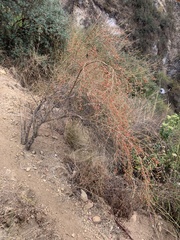 Citharexylum herrerae