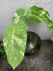 Epipremnum