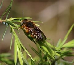 Rhodanthidium septemdentatum