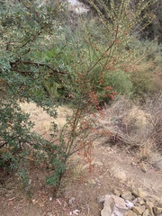 Citharexylum herrerae