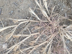 Cenchrus longispinus