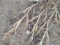 Cenchrus longispinus