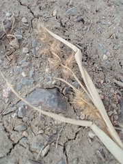 Cenchrus longispinus