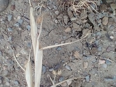 Cenchrus longispinus