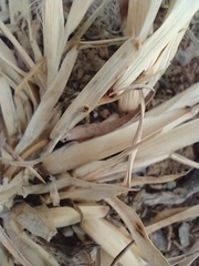 Cenchrus longispinus