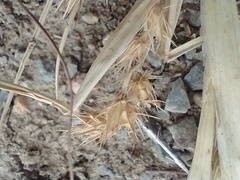 Cenchrus longispinus