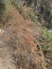 Citharexylum herrerae