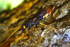 Urocerus gigas