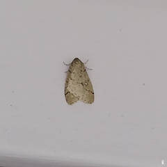 Paleacrita merriccata