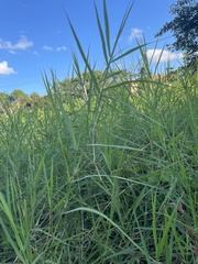 Panicum repens