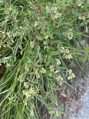 Euphorbia lasiocarpa