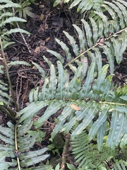 Acrostichum danaeifolium