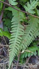 Dryopteris cristata