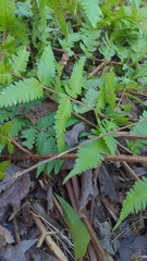 Dryopteris cristata