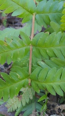 Dryopteris cristata